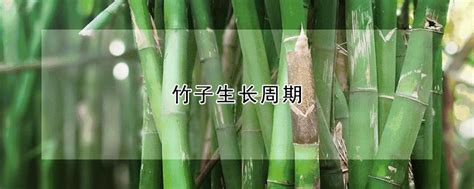 竹子生長週期 春袋有痣